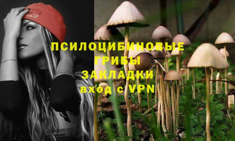 купить наркотик  Курлово  Псилоцибиновые грибы Cubensis 